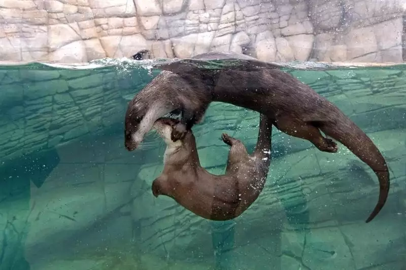 Brest Océanopolis les loutres qui jouent dans l'eau
